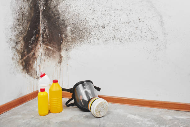 Best Black Mold Removal  in Fallston, MD