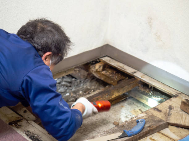 Crawl Space Mold Removal in Fallston, MD