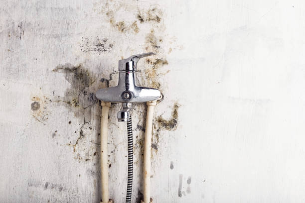 Best Mold Testing  in Fallston, MD