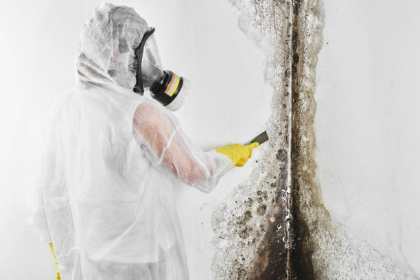 Best Mold Remediation Services  in Fallston, MD
