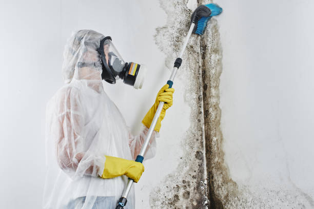 Best Commercial Mold Removal  in Fallston, MD