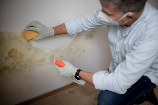 Best Mold Damage Repair  in Fallston, MD