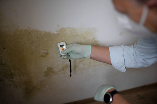 Professional Mold Removal in Fallston, MD