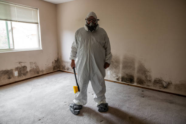 Best Mold Removal and Inspection  in Fallston, MD